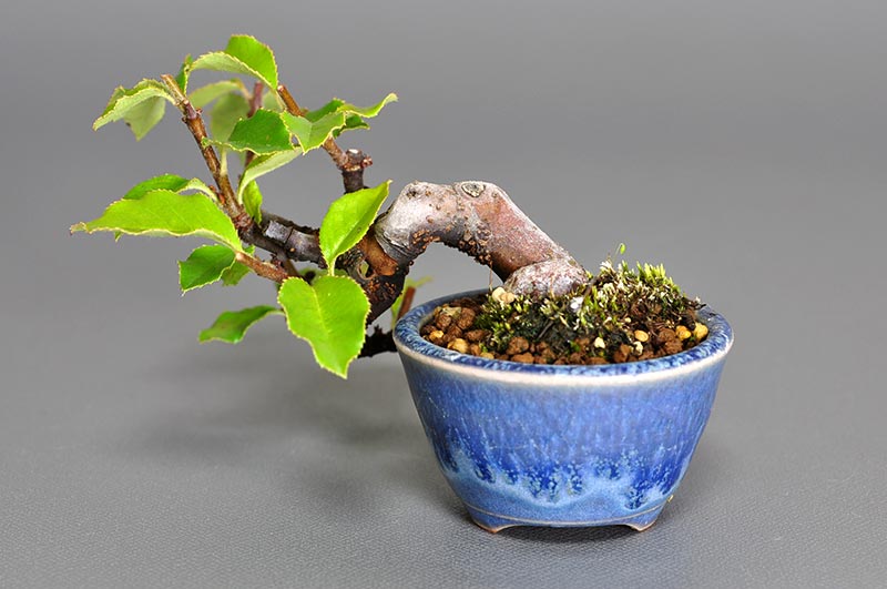 プチ盆栽・カリン-N1（かりん・花梨）実もの盆栽を裏側から見た景色・Chaenomeles sinensis bonsai