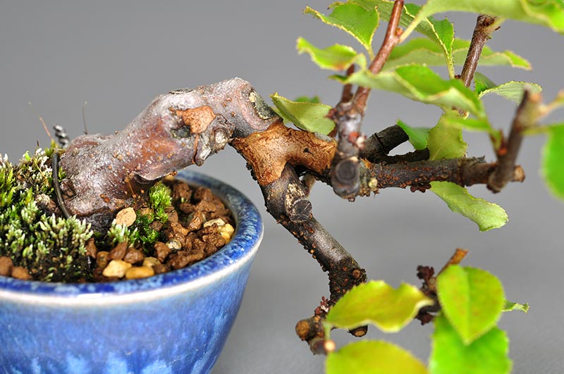 プチ盆栽・カリン-N1（かりん・花梨）実もの盆栽を別側から見た景色・Chaenomeles sinensis bonsai