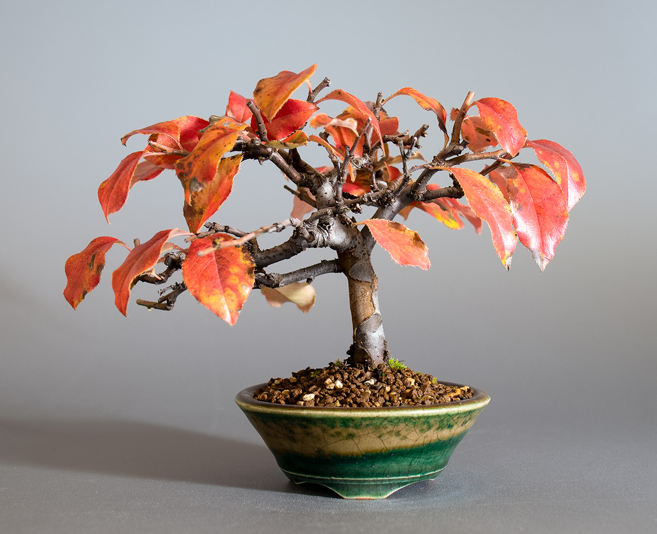 カリン-O2（かりん・花梨）実もの盆栽の販売と育て方・作り方・Chaenomeles sinensis bonsai
