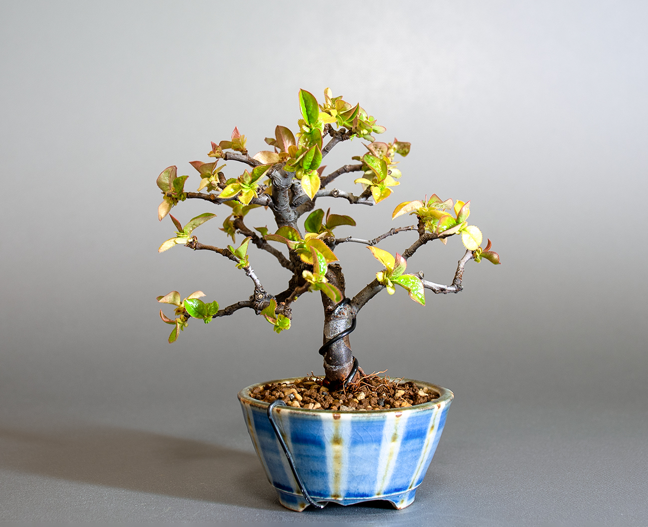 カリン-Q2（かりん・花梨）実もの盆栽を裏側から見た景色・Chaenomeles sinensis bonsai