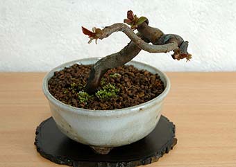 カリン-R（かりん・花梨）実もの盆栽の成長記録-1・Chaenomeles sinensis bonsai