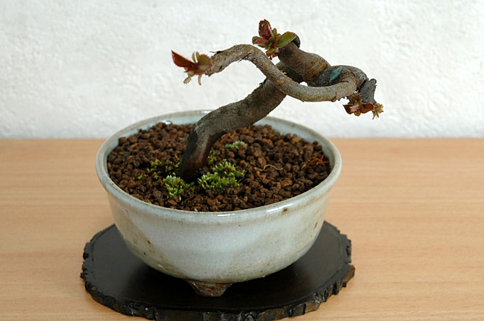 カリン-R-1（かりん・花梨）花梨の販売と育て方・作り方・Chaenomeles sinensis bonsai