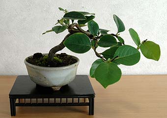 カリン-R（かりん・花梨）実もの盆栽の成長記録-2・Chaenomeles sinensis bonsai