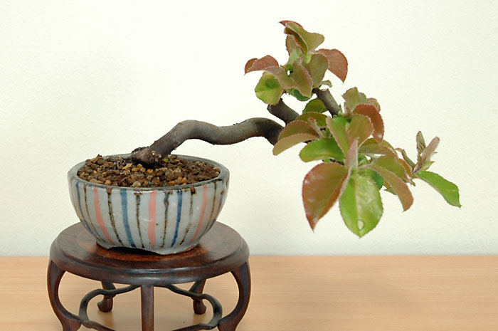 カリン-R-3（かりん・花梨）花梨の販売と育て方・作り方・Chaenomeles sinensis bonsai