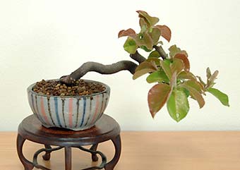 カリン-R（かりん・花梨）実もの盆栽の成長記録-2・Chaenomeles sinensis bonsai