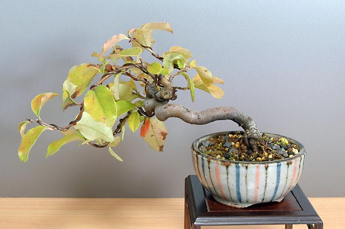 カリン-R（かりん・花梨）実ものを裏側から見た景色・Chaenomeles sinensis bonsai