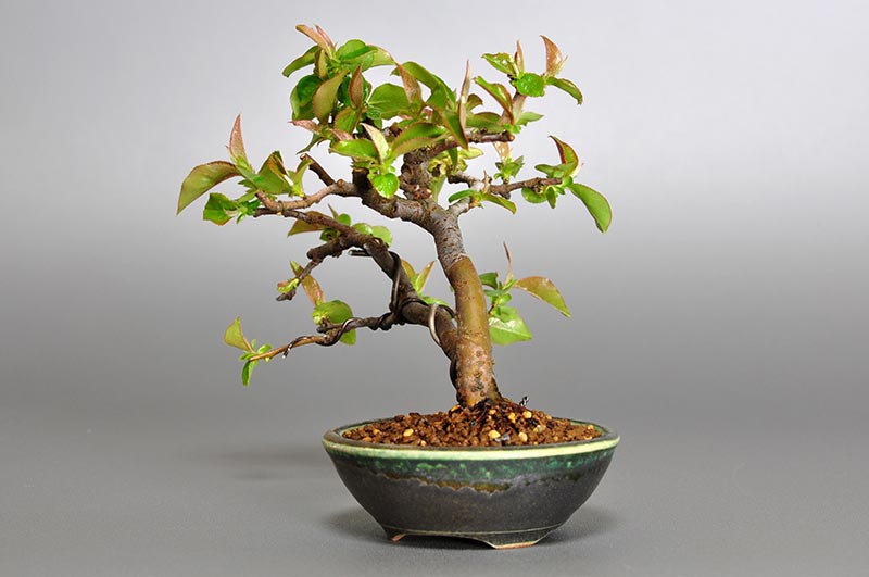 ミニ盆栽・カリン-R1（かりん・花梨）実もの盆栽を右側から見た景色・Chaenomeles sinensis bonsai