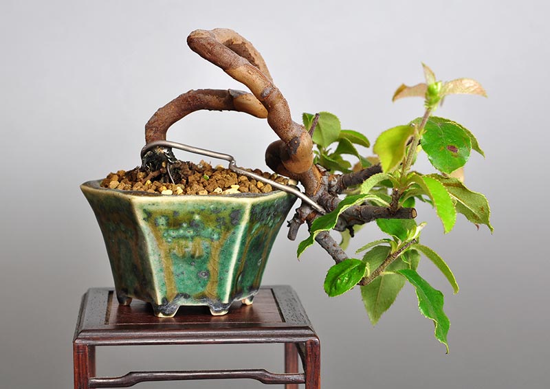 カリン-Y1-1（かりん・花梨）実もの盆栽を裏側から見た景色・Chaenomeles sinensis bonsai