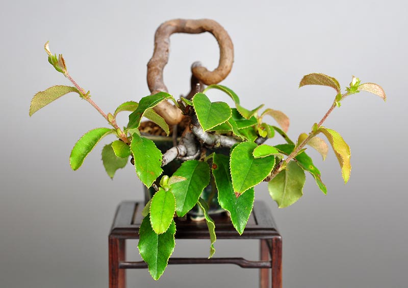 カリン-Y1-1（かりん・花梨）実もの盆栽を左側から見た景色・Chaenomeles sinensis bonsai