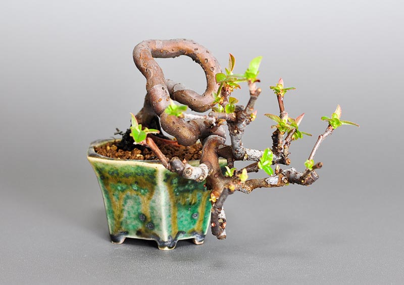 カリン-Y1（かりん・花梨）実もの盆栽を左側から見た景色・Chaenomeles sinensis bonsai