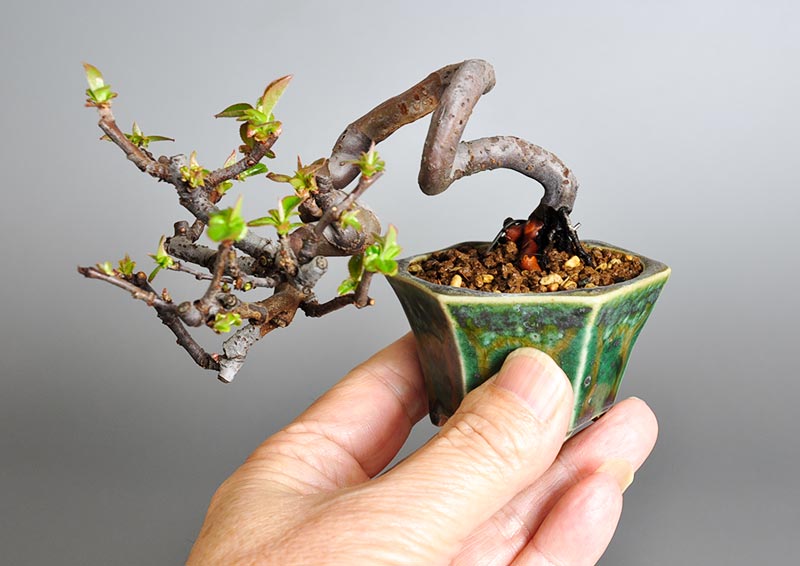 カリン-Y1（かりん・花梨）実もの盆栽を別bから見た景色・Chaenomeles sinensis bonsai