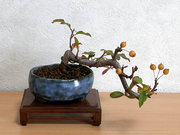 キミズミA-3（きみずみ・黄実酢実）実もの盆栽の販売と育て方・作り方・Malus sieboldii f. toringo bonsai photo
