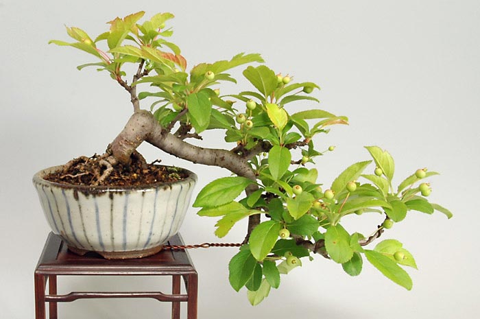 キミズミA（きみずみ・黄実酢実）実もの盆栽を裏側から見た景色・Malus sieboldii f. toringo bonsai photo