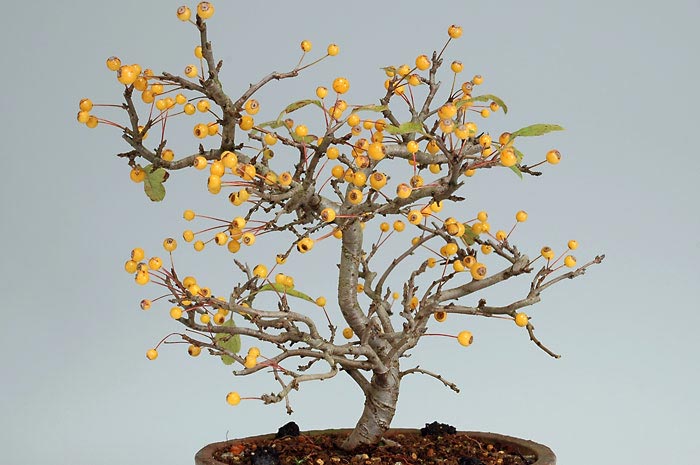 キミズミB-1（きみずみ・黄実酢実）実もの盆栽の販売と育て方・作り方・Malus sieboldii f. toringo bonsai