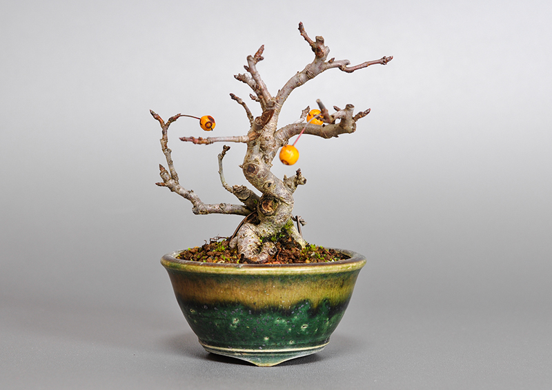 キミズミN-2・ズミ（きみずみ・ずみ｜黄実酢実）実もの盆栽を表側から見た景色・Malus sieboldii f. toringo bonsai