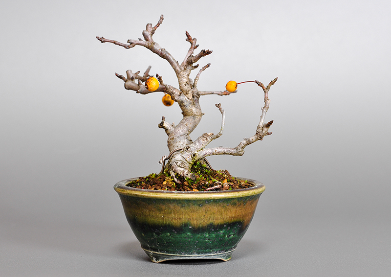 キミズミN-2・ズミ（きみずみ・ずみ｜黄実酢実）実もの盆栽を裏側から見た景色・Malus sieboldii f. toringo bonsai