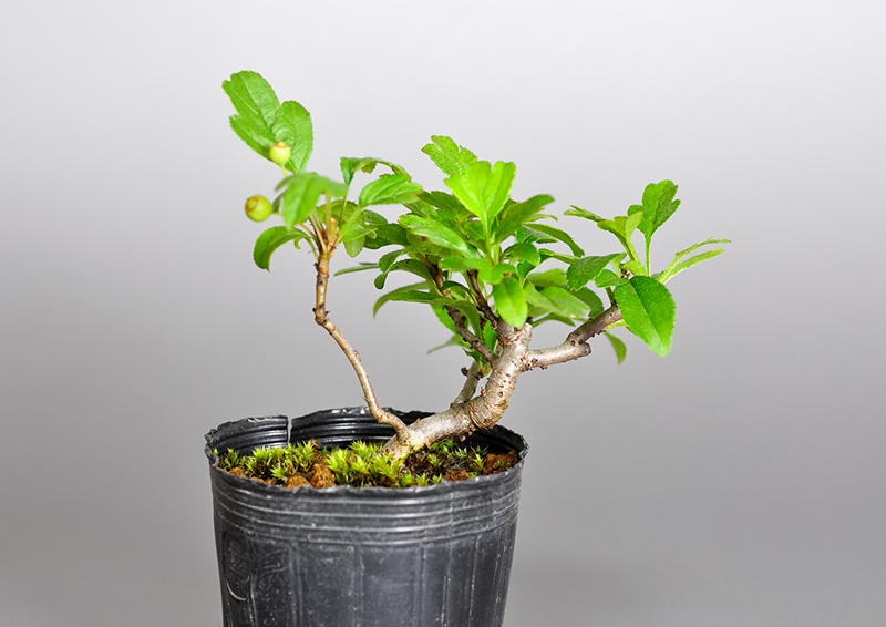 キミズミP・ズミ（きみずみ・ずみ｜黄実酢実）実もの盆栽を表側から見た景色・Malus sieboldii f. toringo bonsai