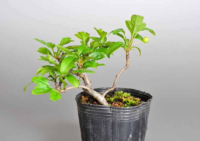 キミズミP・ズミ（きみずみ・ずみ｜黄実酢実）実もの盆栽を裏側から見た景色・Malus sieboldii f. toringo bonsai