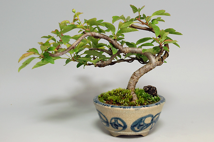 キミズミ-R（きみずみ・黄実酢実）実もの盆栽を裏側から見た景色・Malus sieboldii f. toringo bonsai