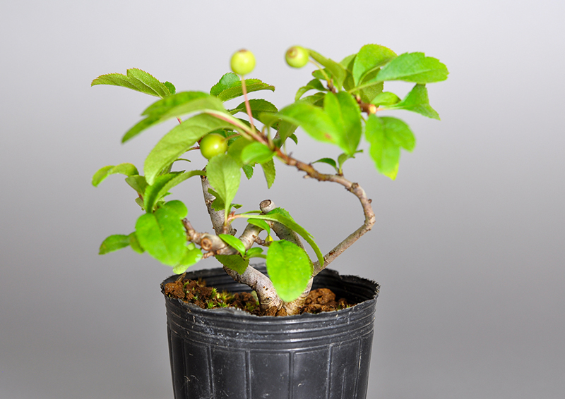 キミズミS・ズミ（きみずみ・ずみ｜黄実酢実）実もの盆栽を表側から見た景色・Malus sieboldii f. toringo bonsai
