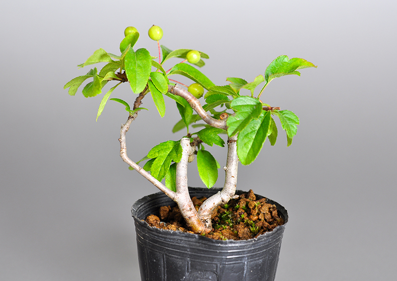 キミズミS・ズミ（きみずみ・ずみ｜黄実酢実）実もの盆栽を裏側から見た景色・Malus sieboldii f. toringo bonsai