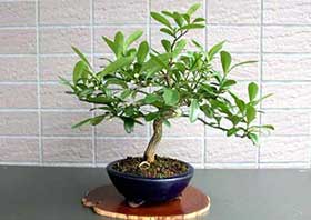 キンズ-A（きんず・金豆）実もの盆栽の成長記録-1・Fortunella hindsii bonsai