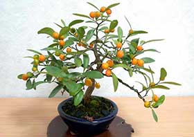 キンズ-A（きんず・金豆）実もの盆栽の成長記録-2・Fortunella hindsii bonsai