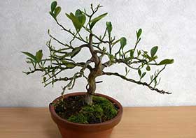 キンズ-A（きんず・金豆）実もの盆栽の成長記録-3・Fortunella hindsii bonsai