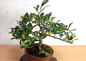 キンズ-A（きんず・金豆）実もの盆栽の成長記録-4・Fortunella hindsii bonsai
