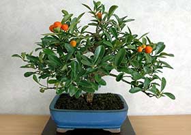 キンズ-A（きんず・金豆）実もの盆栽の成長記録-5・Fortunella hindsii bonsai