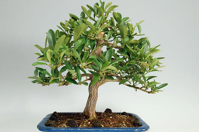 キンズ-A（きんず・金豆）実もの盆栽の販売と育て方・作り方・Fortunella hindsii bonsai