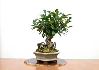 キンズB（きんず・金豆）実もの盆栽の成長記録-1・Fortunella hindsii bonsai photo