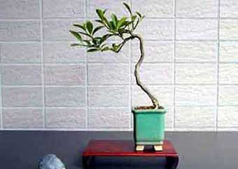 キンズC（きんず・金豆）実もの盆栽の成長記録-1・Fortunella hindsii bonsai photo