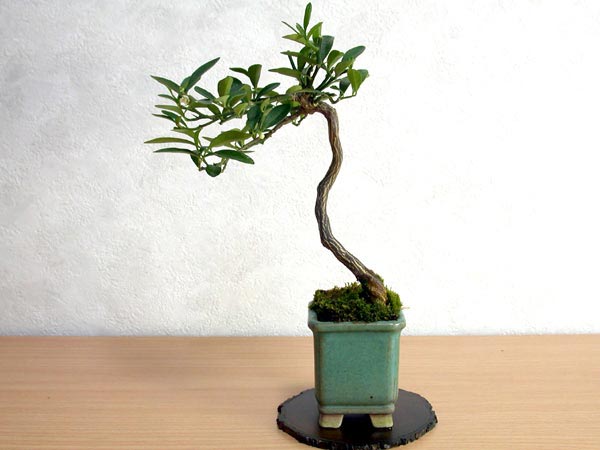 キンズC（きんず・金豆）実もの盆栽の販売と育て方・作り方・Fortunella hindsii bonsai photo