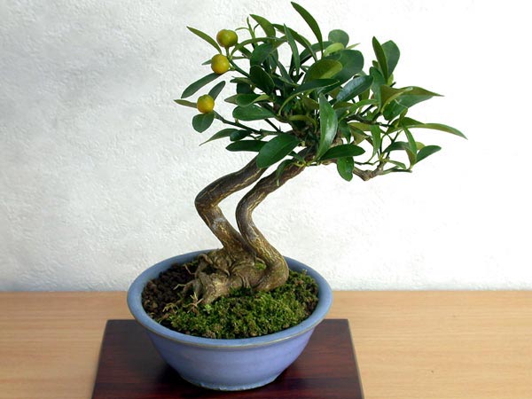 キンズE（きんず・金豆）実もの盆栽の販売と育て方・作り方・Fortunella hindsii bonsai