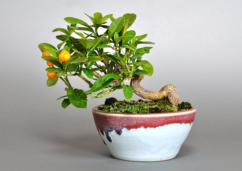 キンズG（きんず・金豆）実もの盆栽の販売と育て方・作り方・Fortunella hindsii bonsai