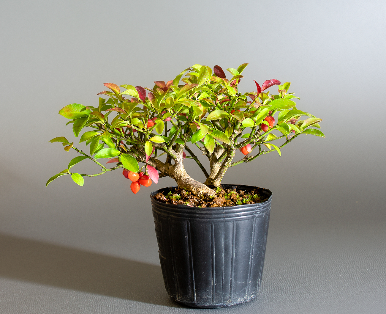 コマユミ-B4（こまゆみ・小真弓）実もの盆栽を裏側から見た景色・Euonymus alatus bonsai
