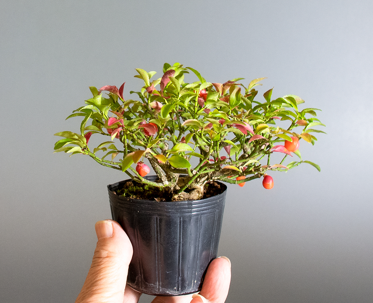 コマユミ-B4（こまゆみ・小真弓）実もの盆栽の手乗りの景色・Euonymus alatus bonsai