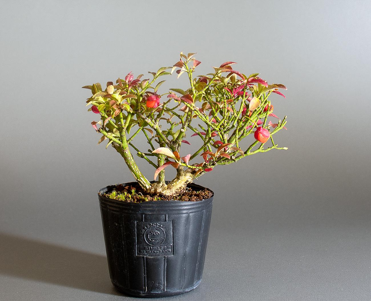 コマユミ-C4（こまゆみ・小真弓）実もの盆栽を裏側から見た景色・Euonymus alatus bonsai