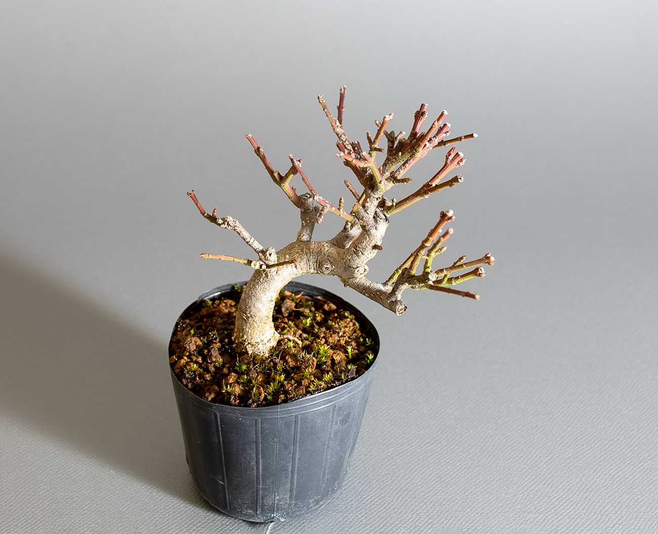 コマユミ-D4（こまゆみ・小真弓）実もの盆栽の上側から見た景色・Euonymus alatus bonsai