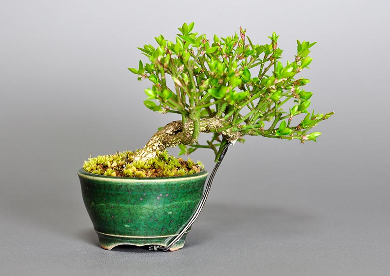 ミニ盆栽・コマユミ-F3（こまゆみ・小真弓）実もの盆栽を裏側から見た景色・Euonymus alatus bonsai photo