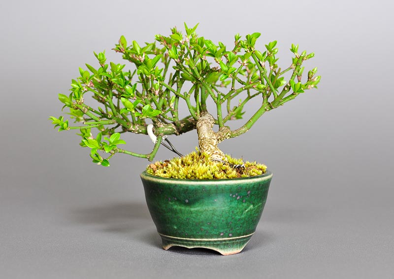 ミニ盆栽・コマユミ-F3（こまゆみ・小真弓）実もの盆栽を右側から見た景色・Euonymus alatus bonsai photo