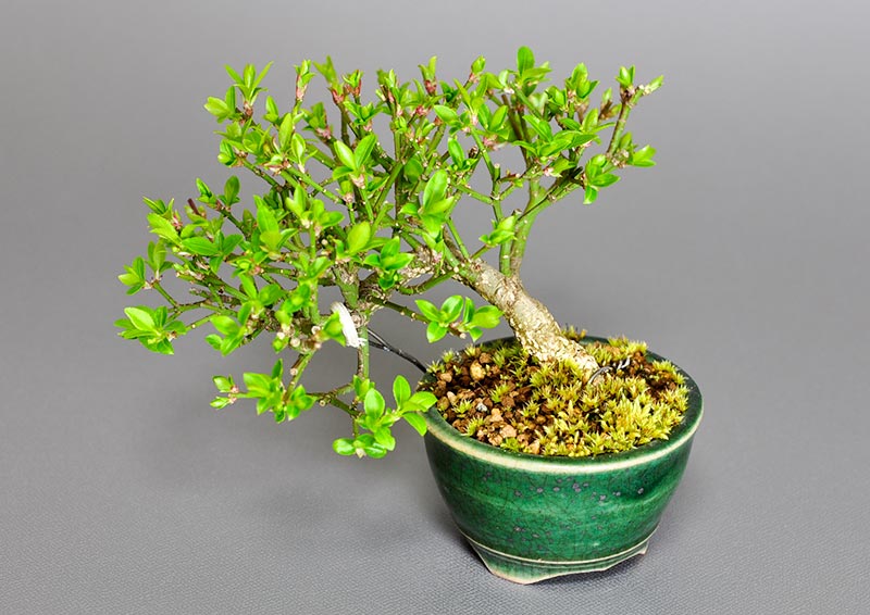 ミニ盆栽・コマユミ-F3（こまゆみ・小真弓）実もの盆栽を上側から見た景色・Euonymus alatus bonsai photo