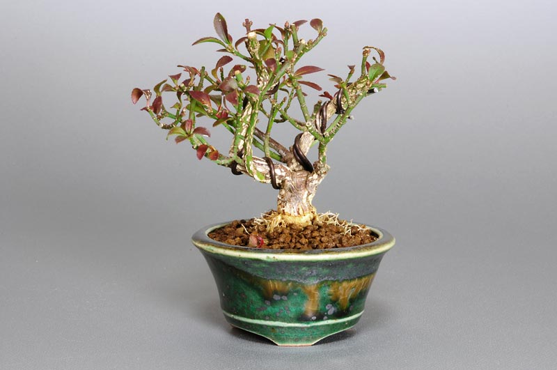コマユミ-J1（こまゆみ・小真弓）実もの盆栽の販売と育て方・作り方・Euonymus alatus bonsai