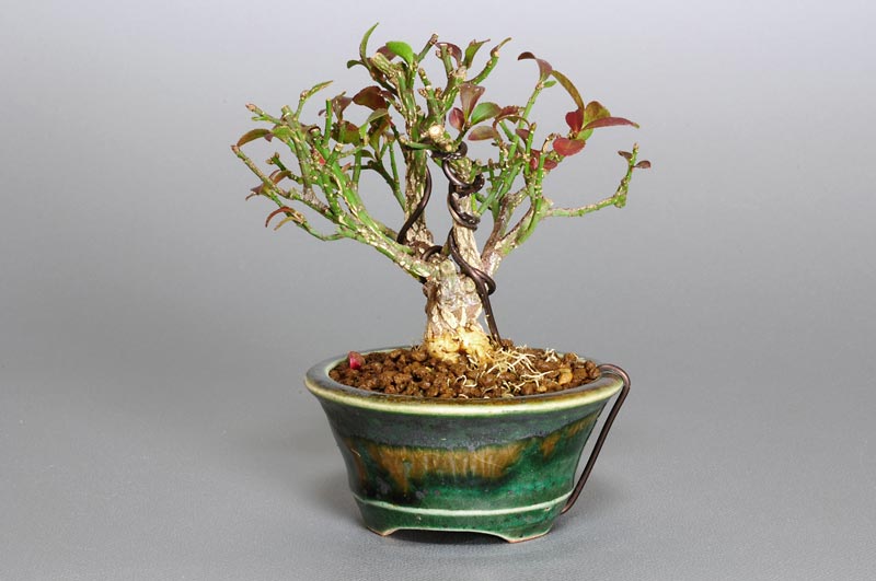 コマユミ-J1（こまゆみ・小真弓）実もの盆栽を右側から見た景色・Euonymus alatus bonsai