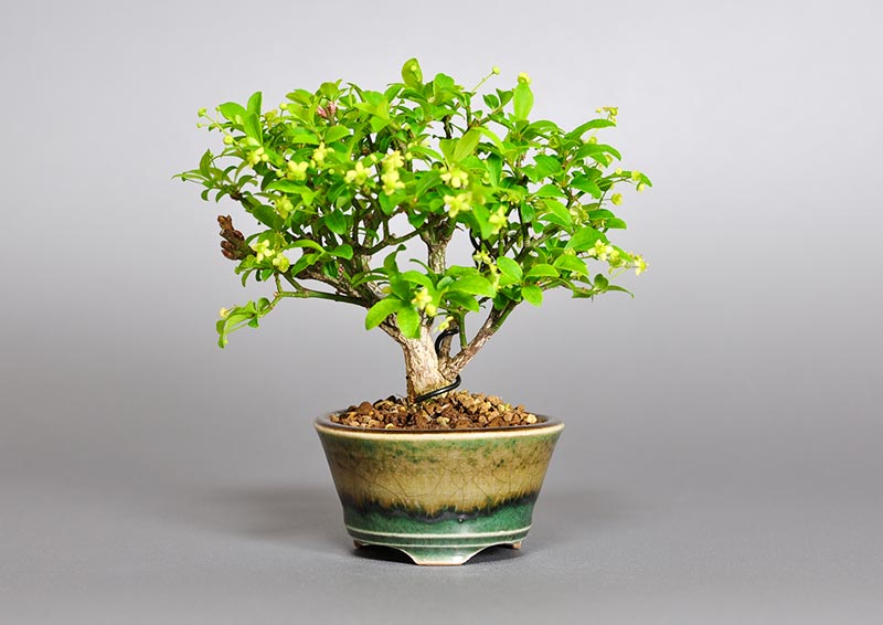 コマユミ-K3（こまゆみ・小真弓）豆盆栽の販売と育て方・作り方・Euonymus alatus bonsai photo