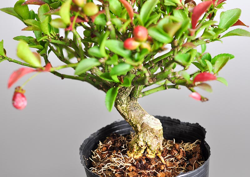 ミニ盆栽・コマユミ-O2（こまゆみ・小真弓）実もの盆栽を足元から見た景色・Euonymus alatus bonsai photo