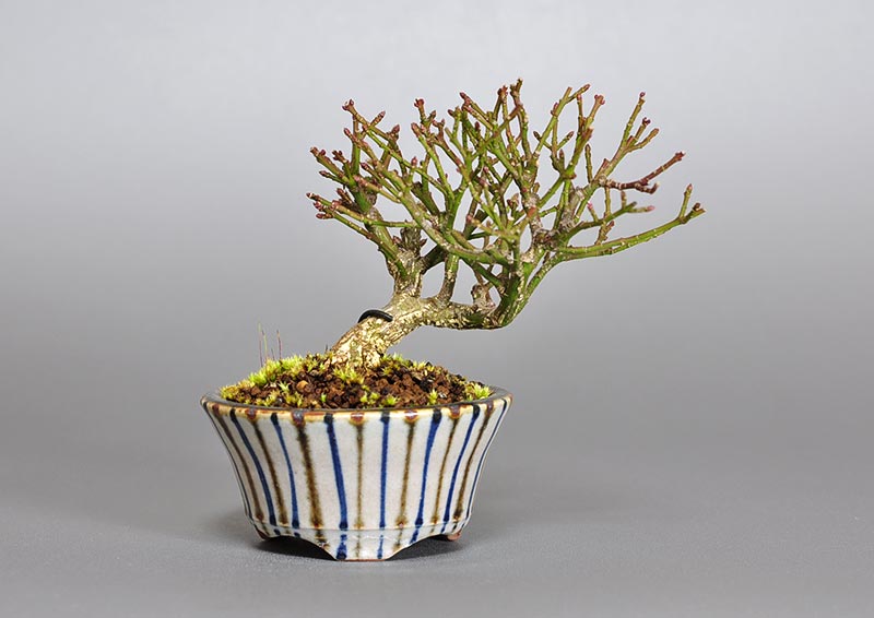 コマユミ-P3（こまゆみ・小真弓）実もの盆栽の販売と育て方・作り方・Euonymus alatus bonsai