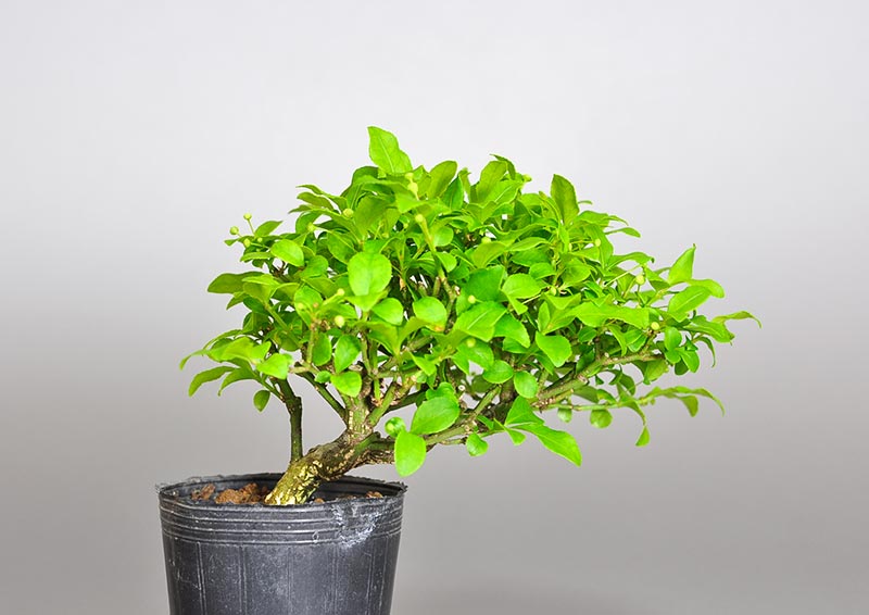 ミニ盆栽・コマユミ-R3（こまゆみ・小真弓）実もの盆栽を裏側から見た景色・Euonymus alatus bonsai