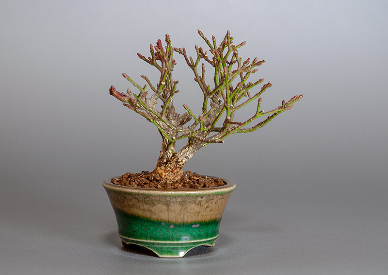 ニ盆栽・コマユミ-X3（こまゆみ・小真弓）実もの盆栽の販売と育て方・作り方・Euonymus alatus bonsai